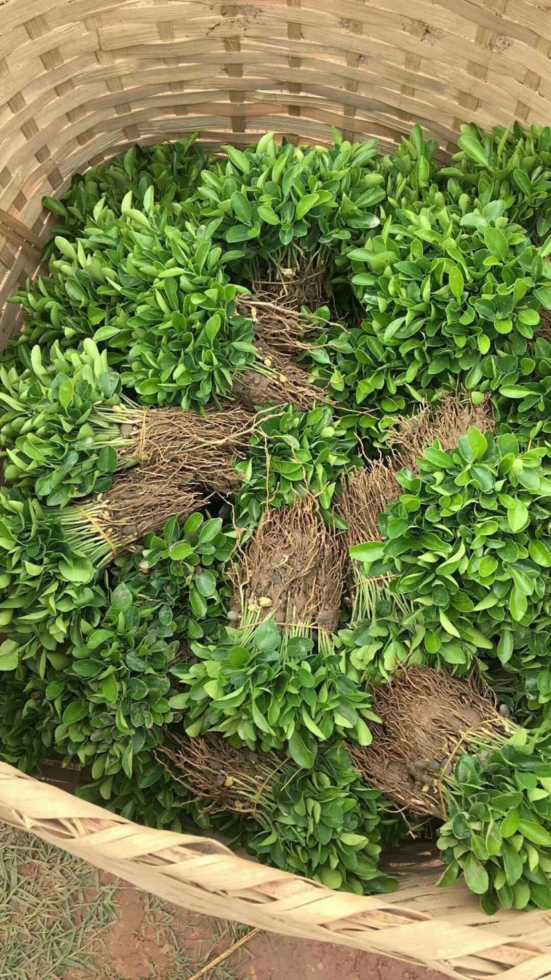 红橘苗红橘小苗包邮广西桂林产地直销包邮
