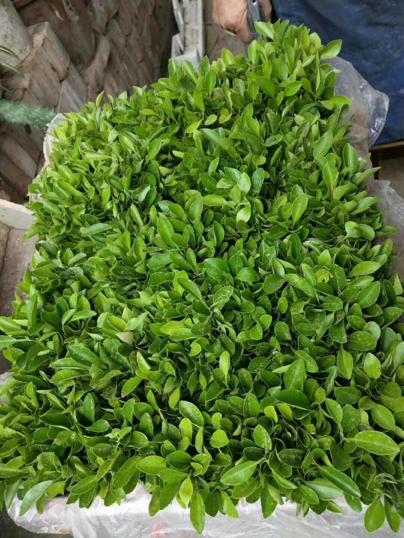 红橘苗红橘小苗包邮广西桂林产地直销包邮