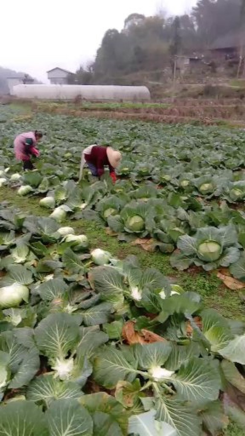 扁包菜大量供应