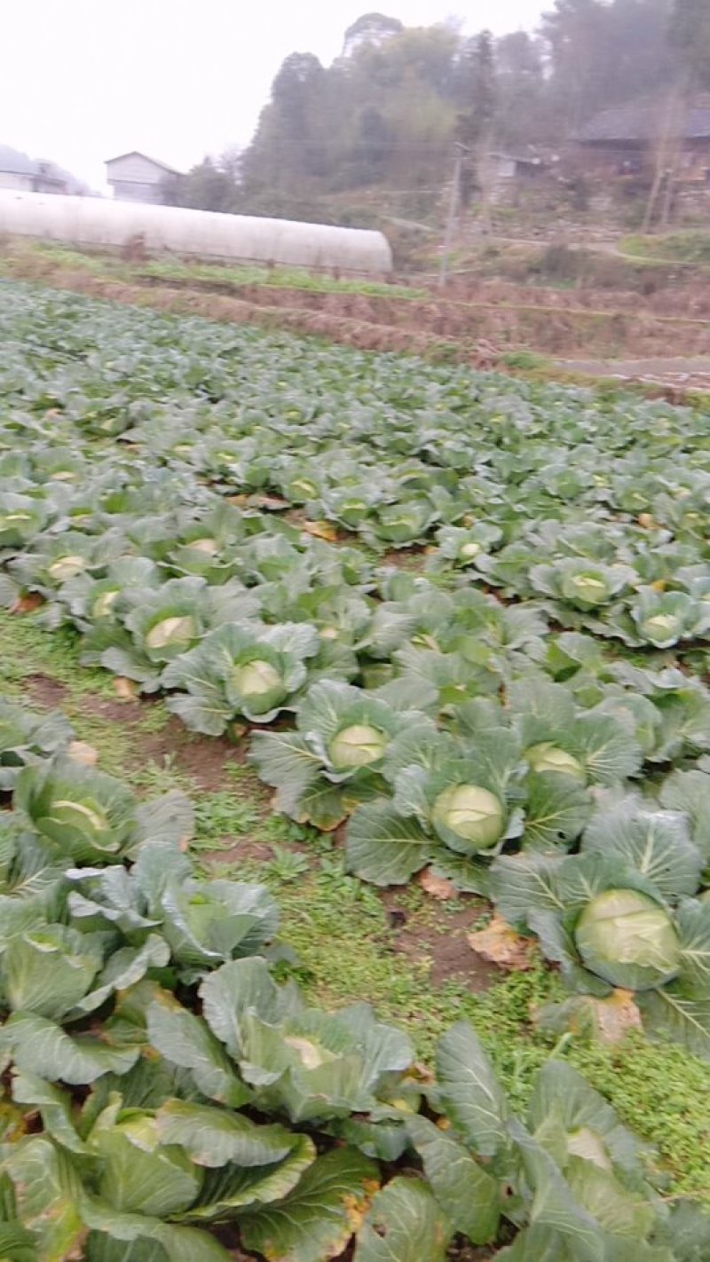 扁包菜大量供应