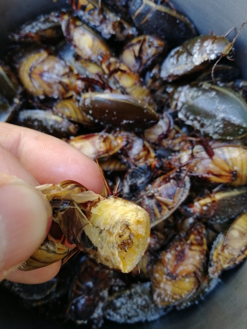 金边龙虱射尿龟水蟑螂产地直供活体速冻中号大号金边都有货