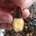 金边龙虱射尿龟水蟑螂产地直供活体速冻中号大号金边都有货