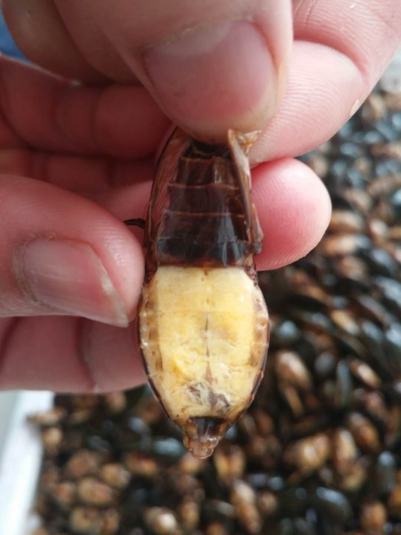 金边龙虱射尿龟水蟑螂产地直供活体速冻中号大号金边都有货