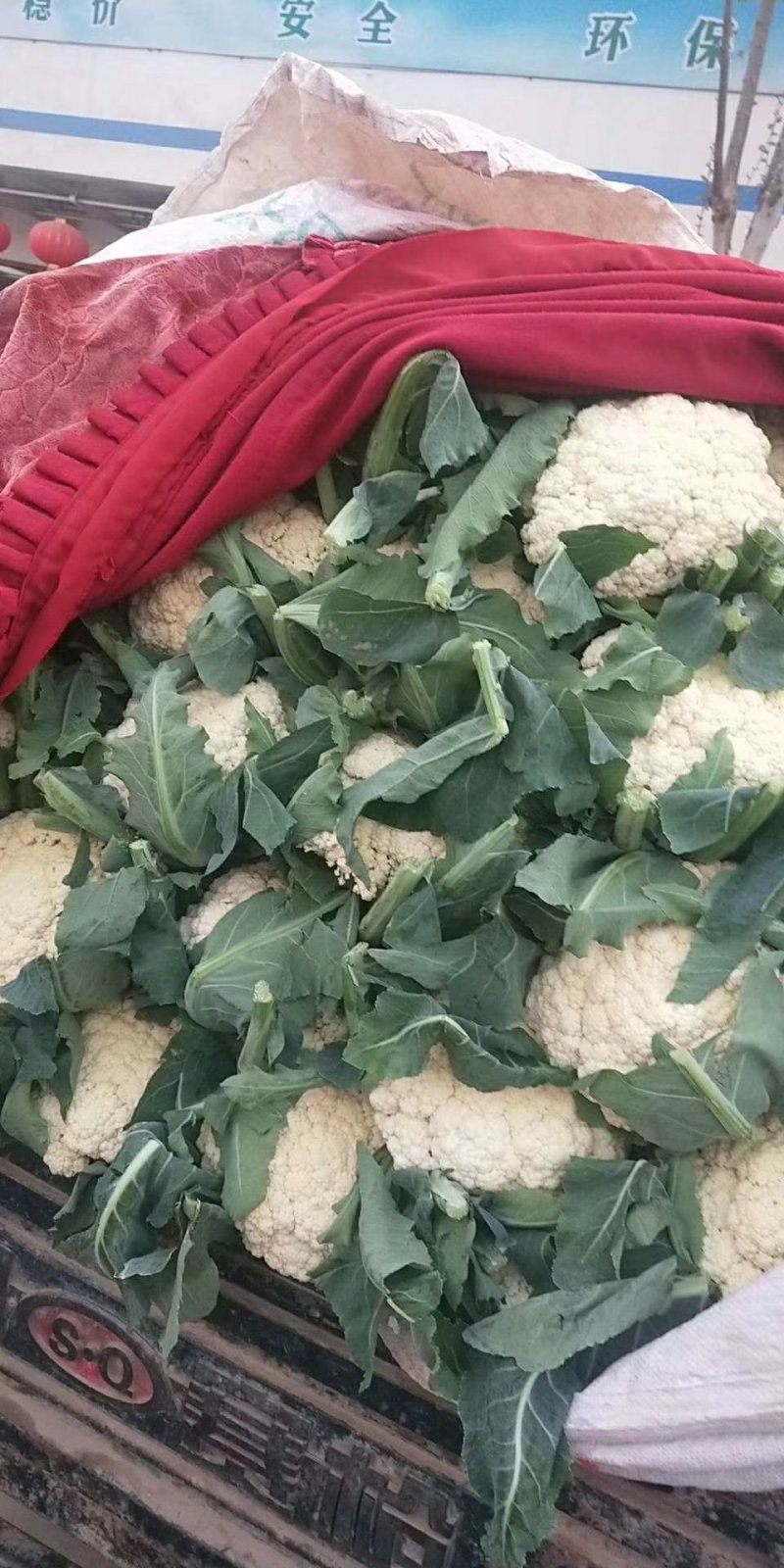 河北邯郸松花菜散花乳白菜花有机花菜全国发货