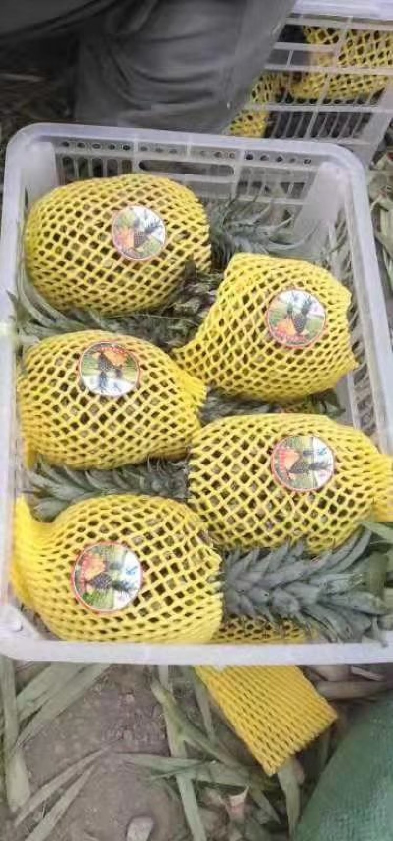牛奶手撕菠萝