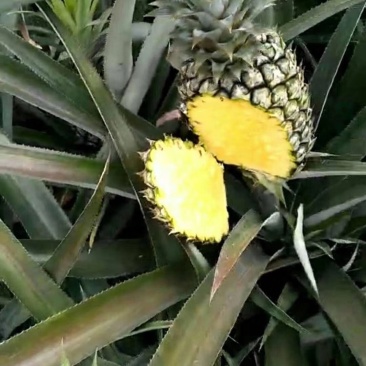 牛奶手撕菠萝