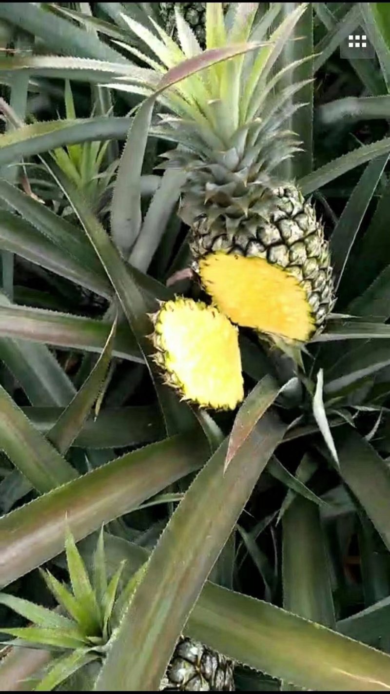 牛奶手撕菠萝