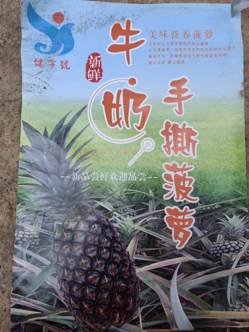 牛奶手撕菠萝