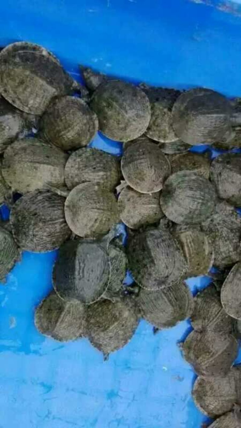 甲鱼苗鳖苗中华鳖苗水鱼苗团鱼苗外塘养殖