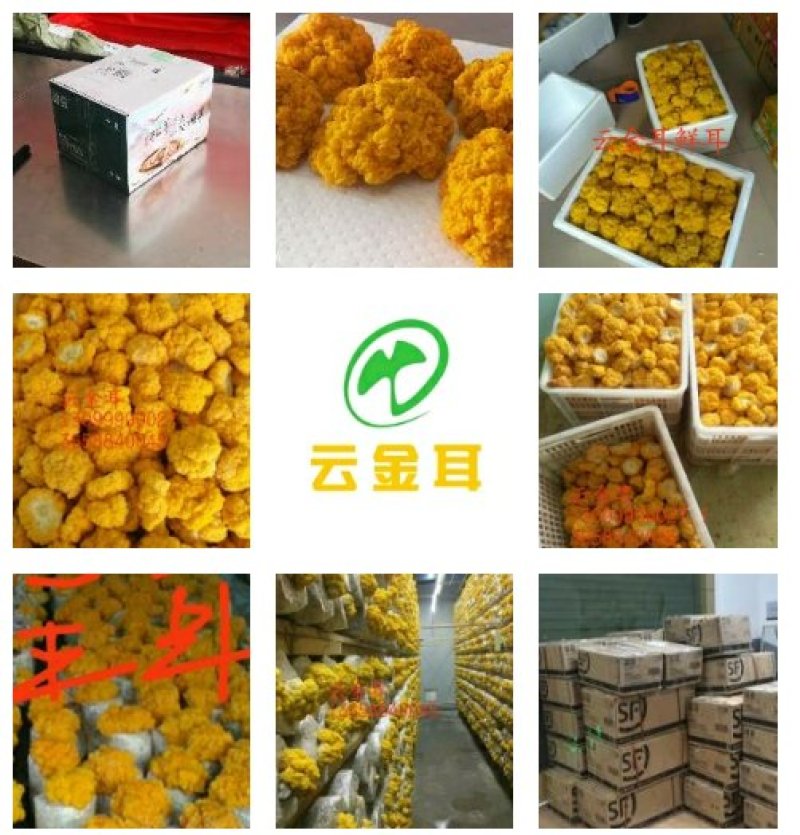 鲜金耳