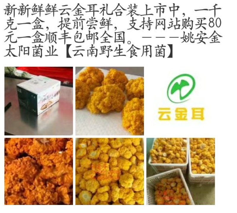 鲜金耳