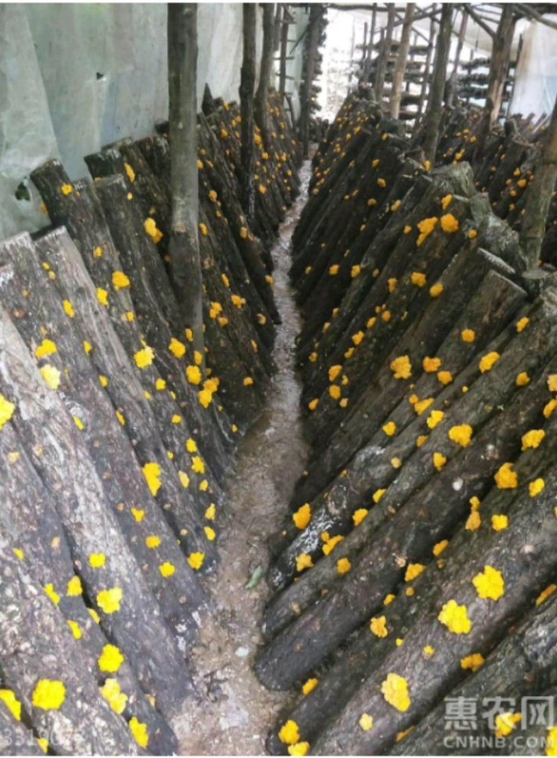 鲜金耳