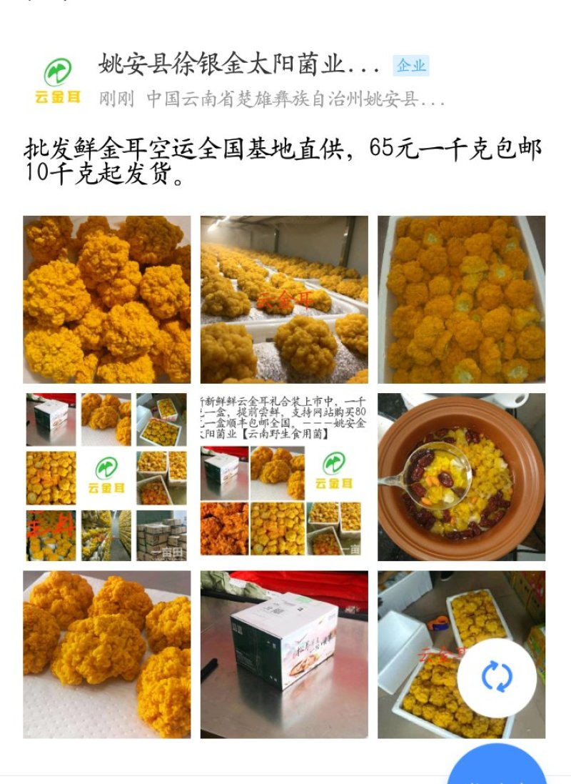 鲜金耳