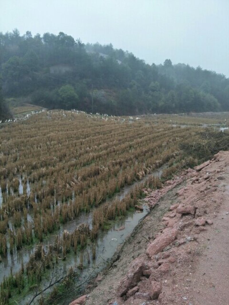 土鸭蛋，