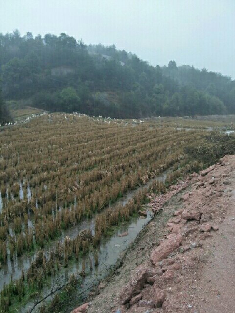 土鸭蛋，