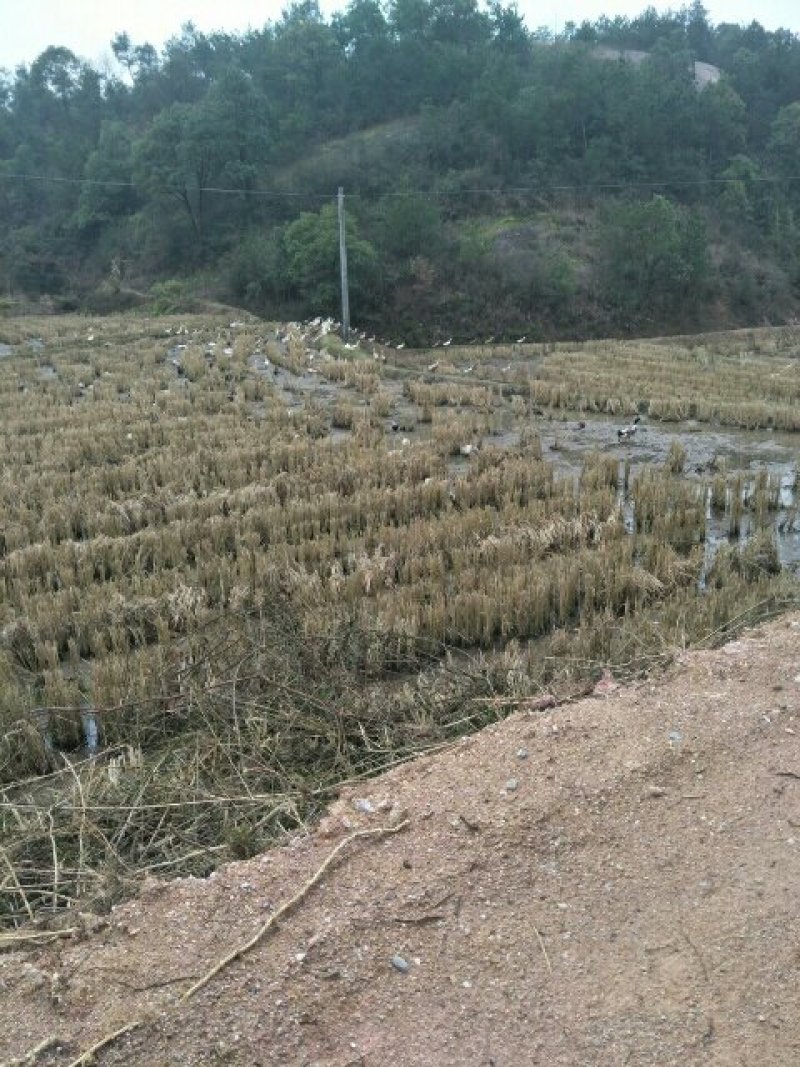 土鸭蛋，
