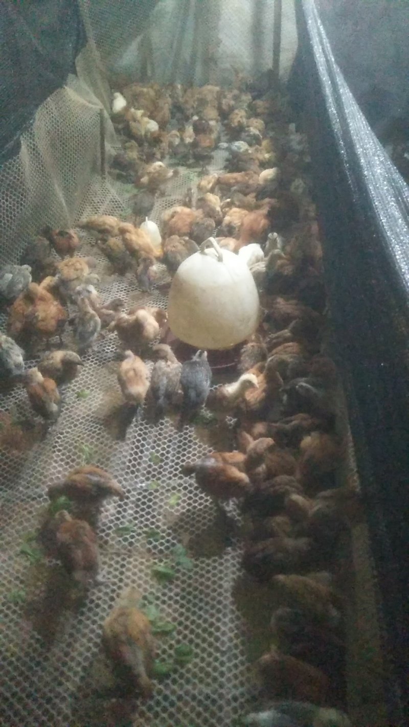 云南本地鸡
