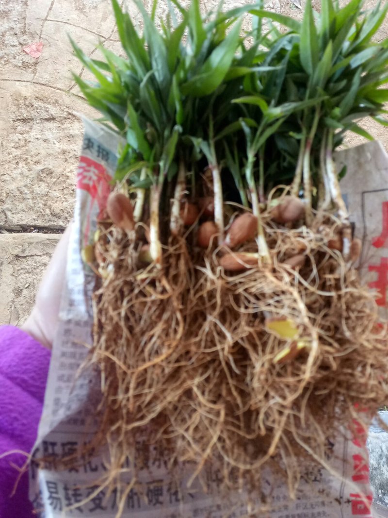 场地大量供应桃苗毛桃芽苗毛桃小苗包邮价‘