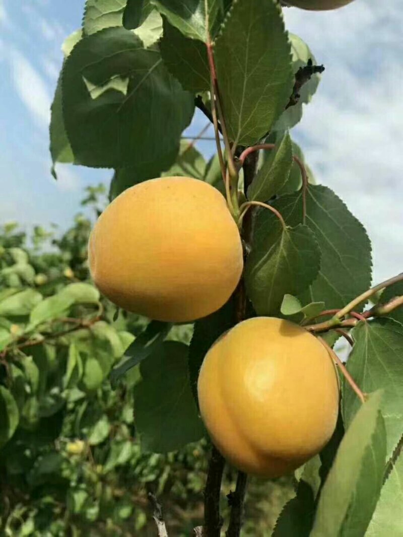 5月初金太阳杏供应，金太阳杏批发价格