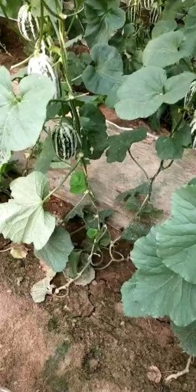 河北衡水饶阳博洋久博洋61口感不错大量上市