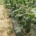 河北衡水饶阳博洋久博洋61口感不错大量上市