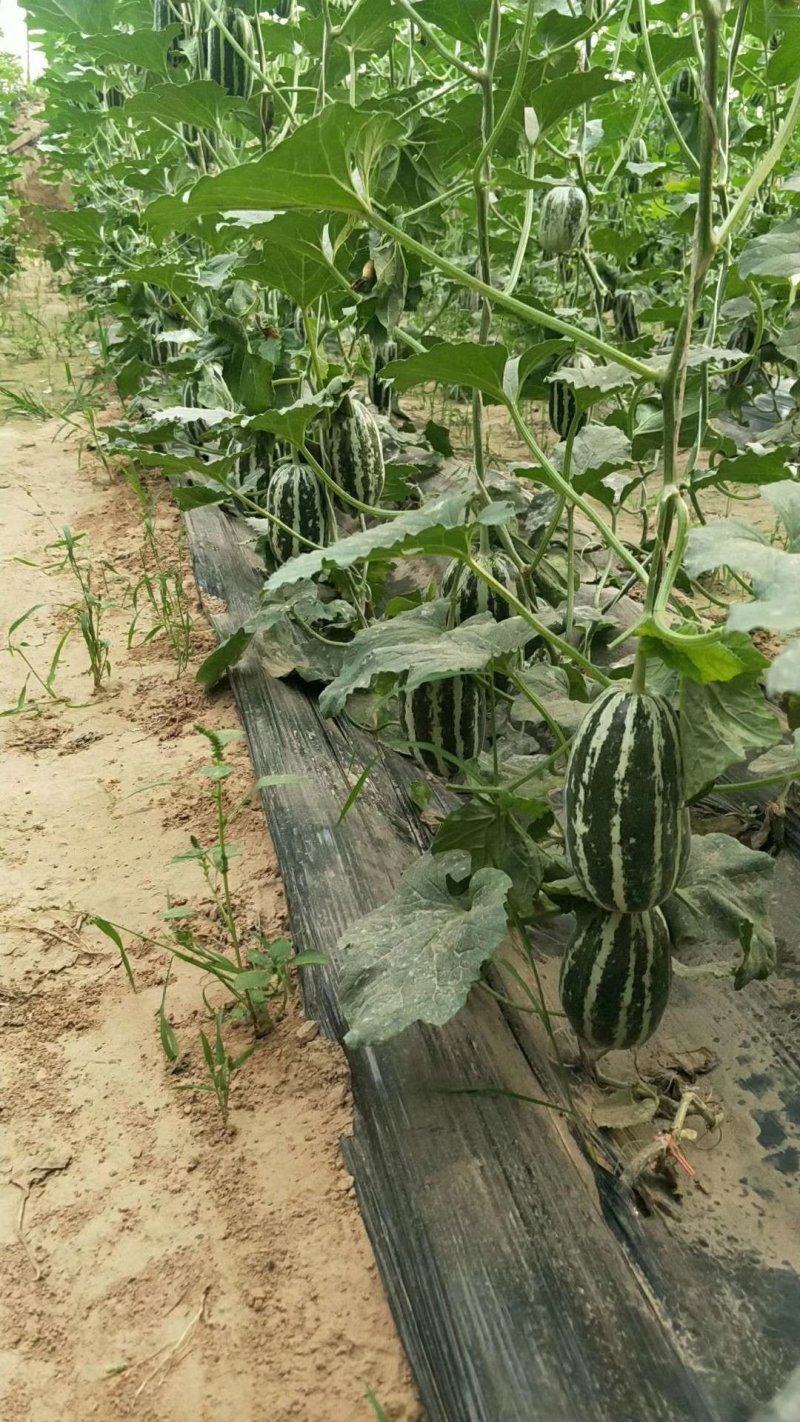河北衡水饶阳博洋久博洋61口感不错大量上市
