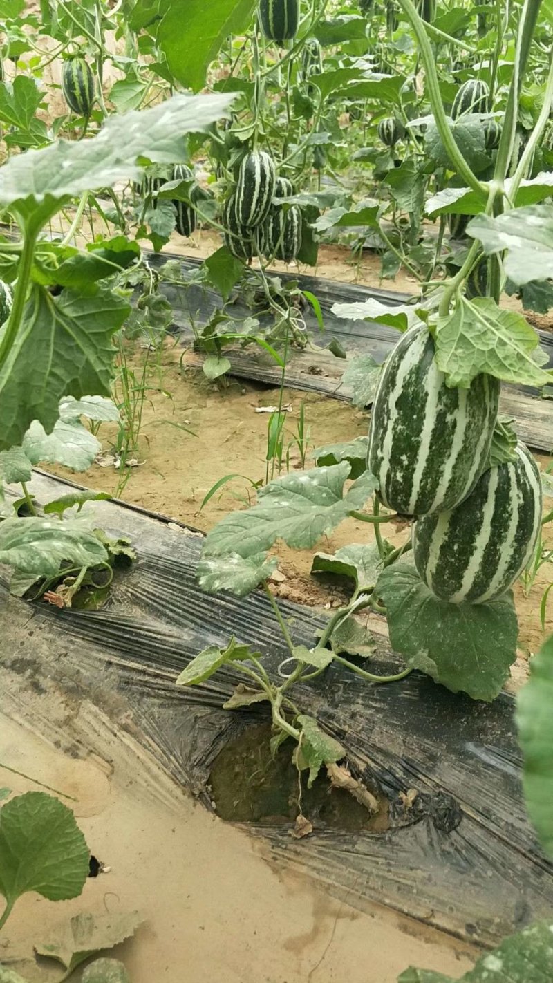 河北衡水饶阳博洋久博洋61口感不错大量上市