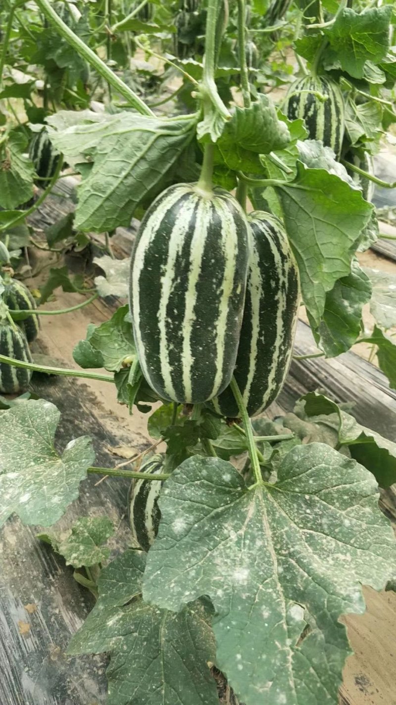 河北衡水饶阳博洋久博洋61口感不错大量上市