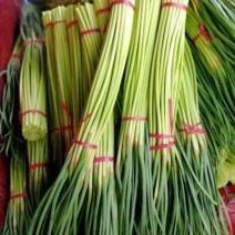 通许县红帽蒜苔，干苔，可存库，可走市场，毛包，分把原把