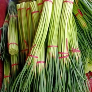 通许县红帽蒜苔，干苔，可存库，可走市场，毛包，分把原把