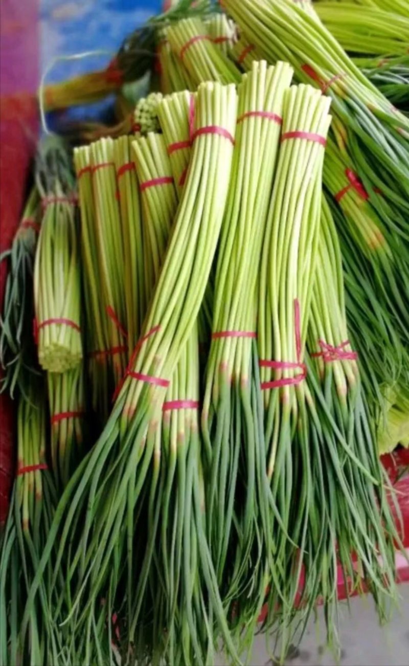 通许县红帽蒜苔，干苔，可存库，可走市场，毛包，分把原把
