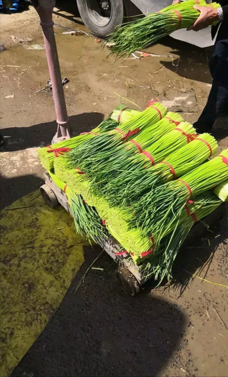 通许县红帽蒜苔，干苔，可存库，可走市场，毛包，分把原把