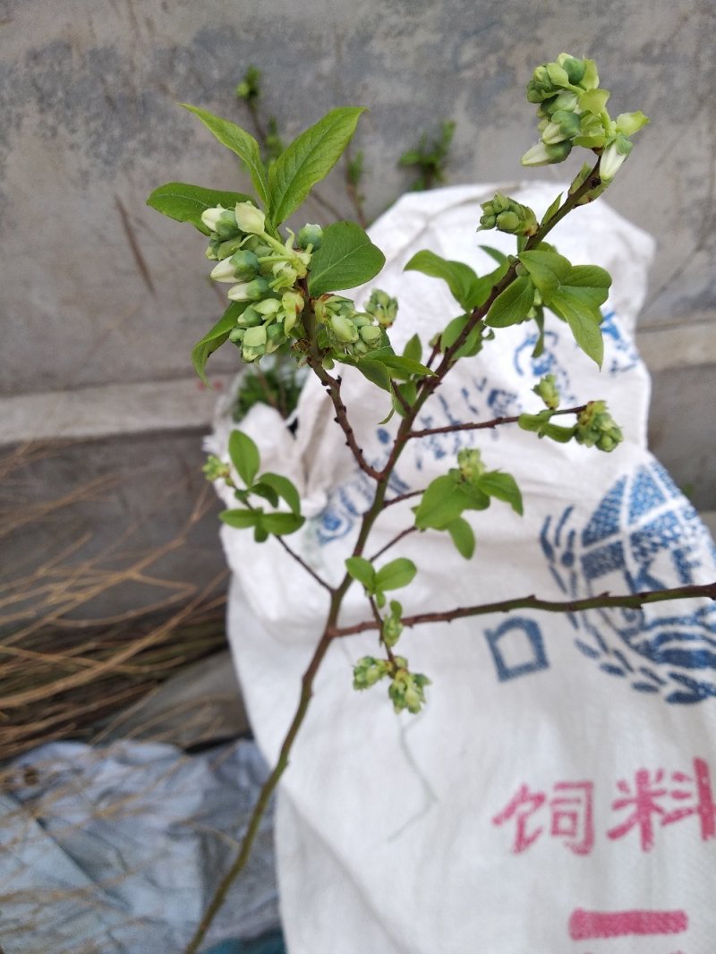品种蓝莓苗，当年结果，坐果量大，口感好