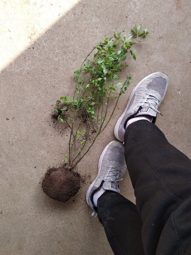 品种蓝莓苗，当年结果，坐果量大，口感好