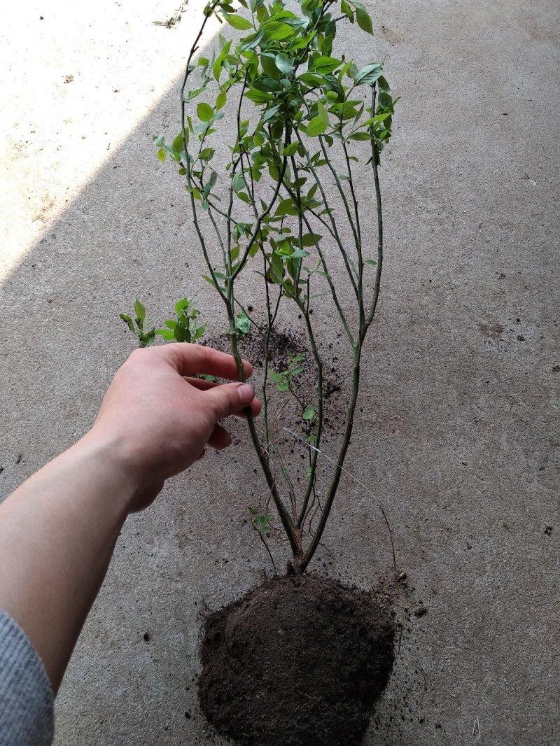 品种蓝莓苗，当年结果，坐果量大，口感好