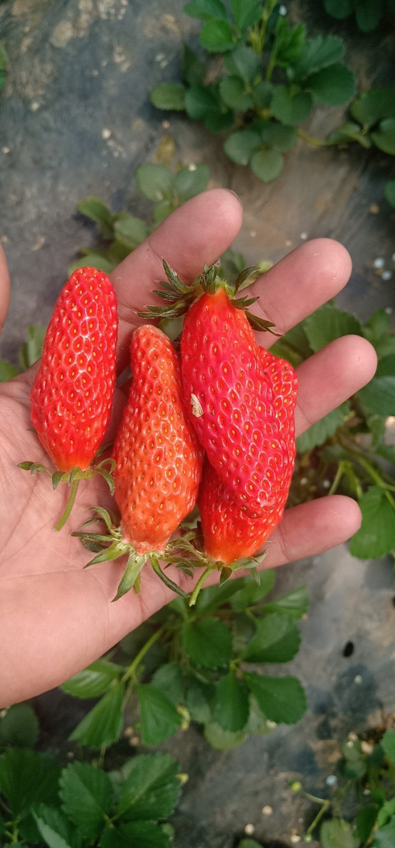 隋珠草莓量大优惠，欢迎订购