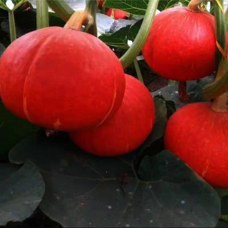 韩国红黄绿贝贝南瓜种子