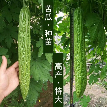 齐扁黑叶抗病瓜皮厚瓜码耐运输苦瓜种子