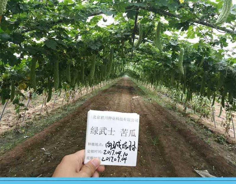 齐扁黑叶抗病瓜皮厚瓜码耐运输苦瓜种子