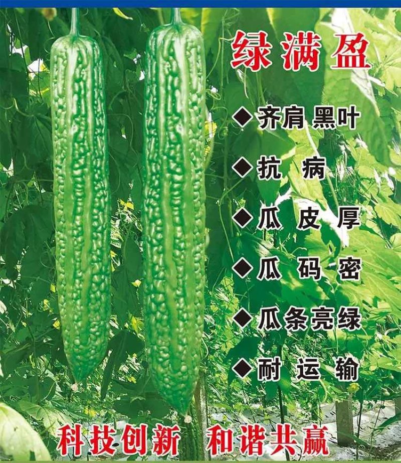 齐扁黑叶抗病瓜皮厚瓜码耐运输苦瓜种子