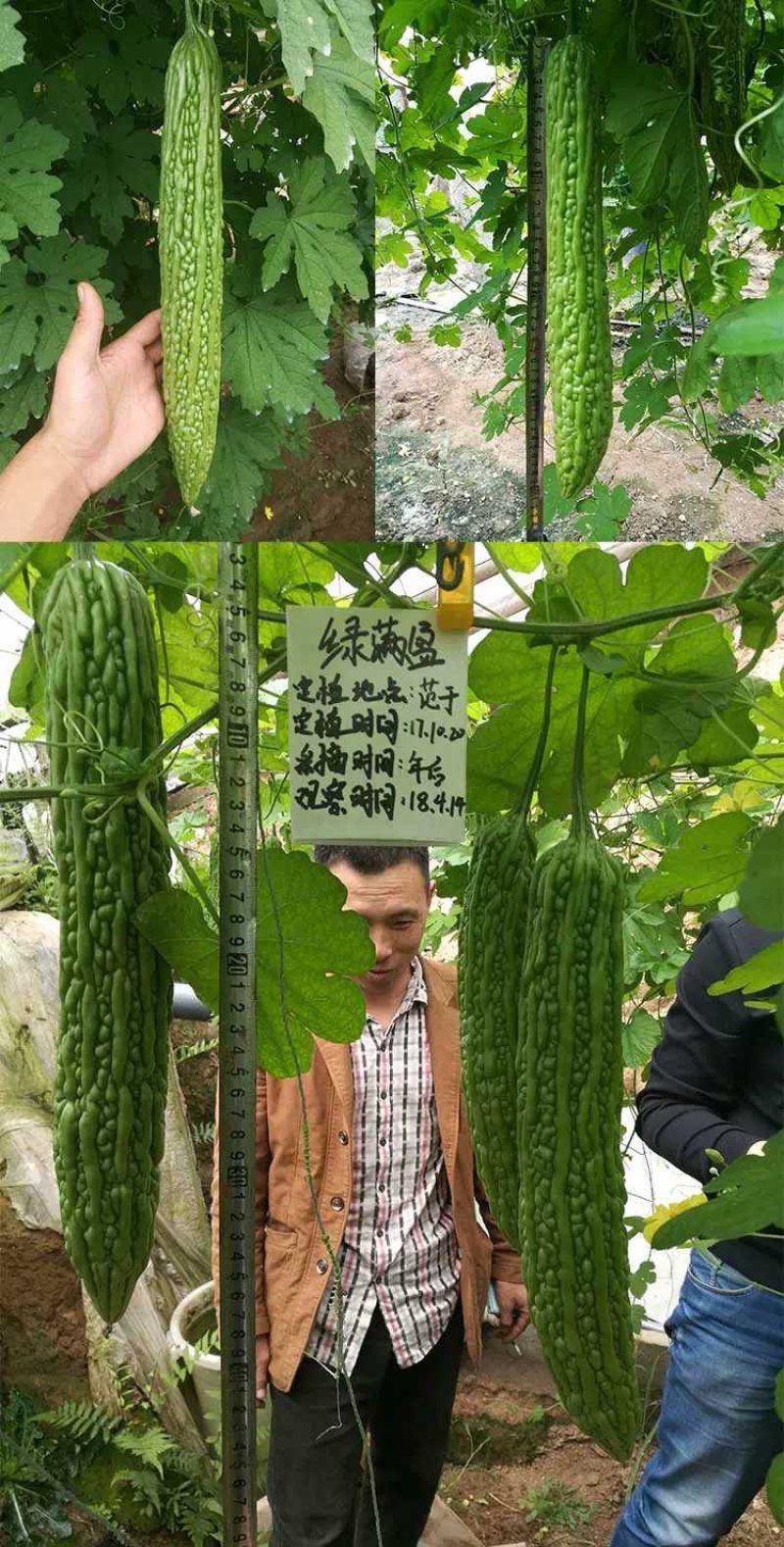 齐扁黑叶抗病瓜皮厚瓜码耐运输苦瓜种子