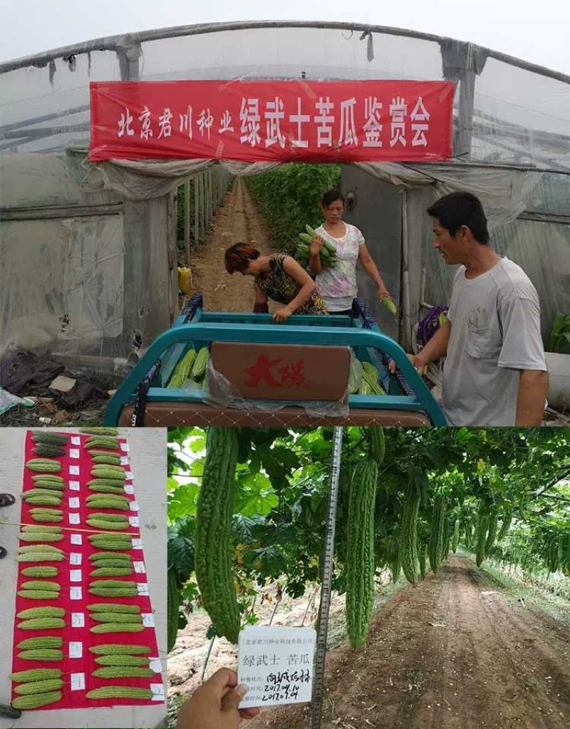 齐扁黑叶抗病瓜皮厚瓜码耐运输苦瓜种子