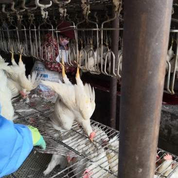 白条鸡代加工，肉鸡蛋鸡，加工速冻