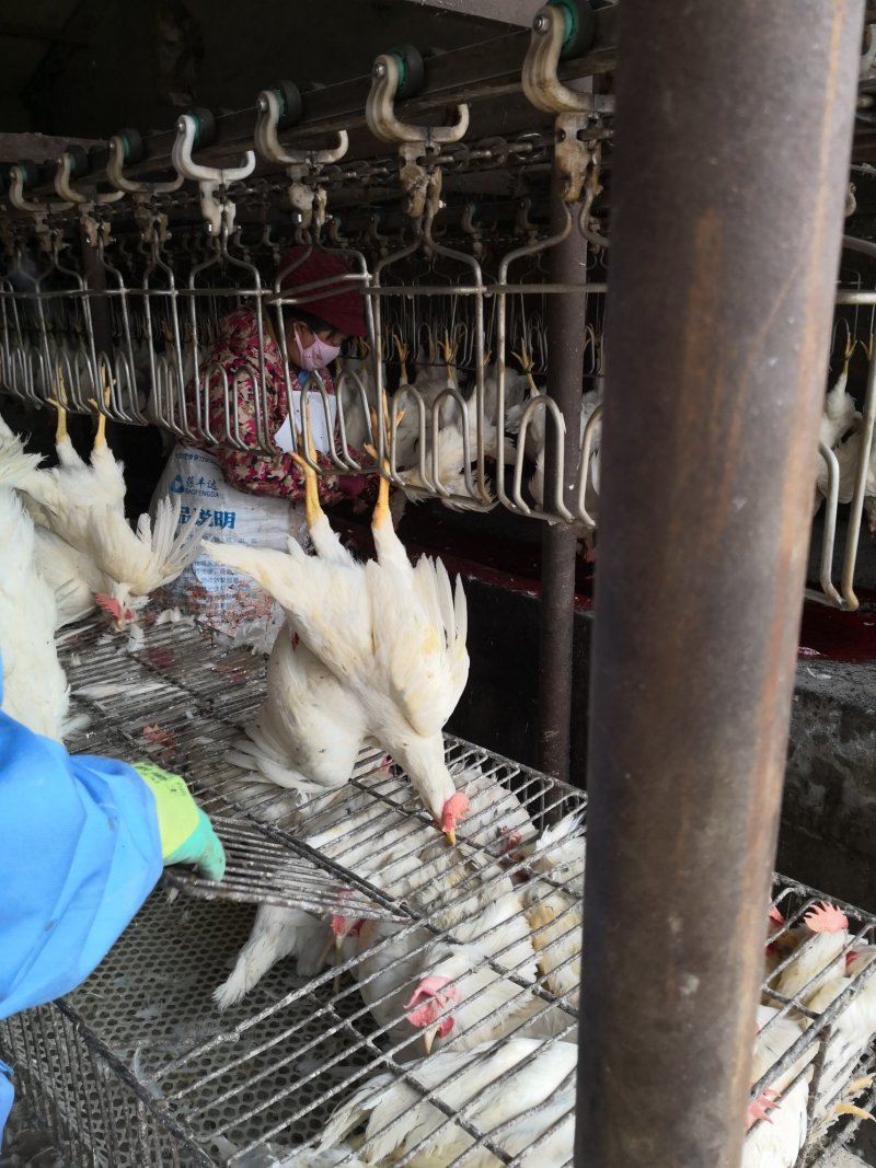 白条鸡代加工，肉鸡蛋鸡，加工速冻