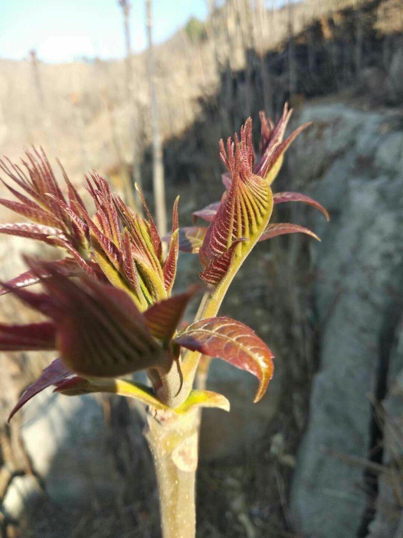 沂蒙山香椿芽上市中欢迎采购