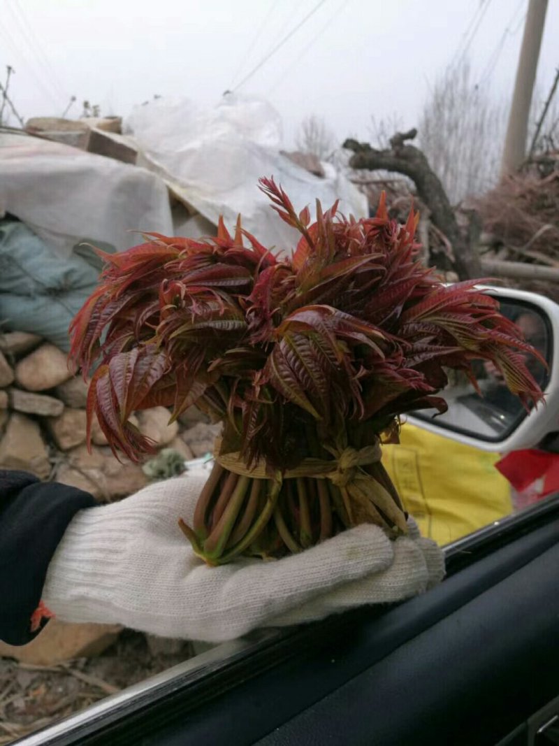 沂蒙山香椿芽上市中欢迎采购