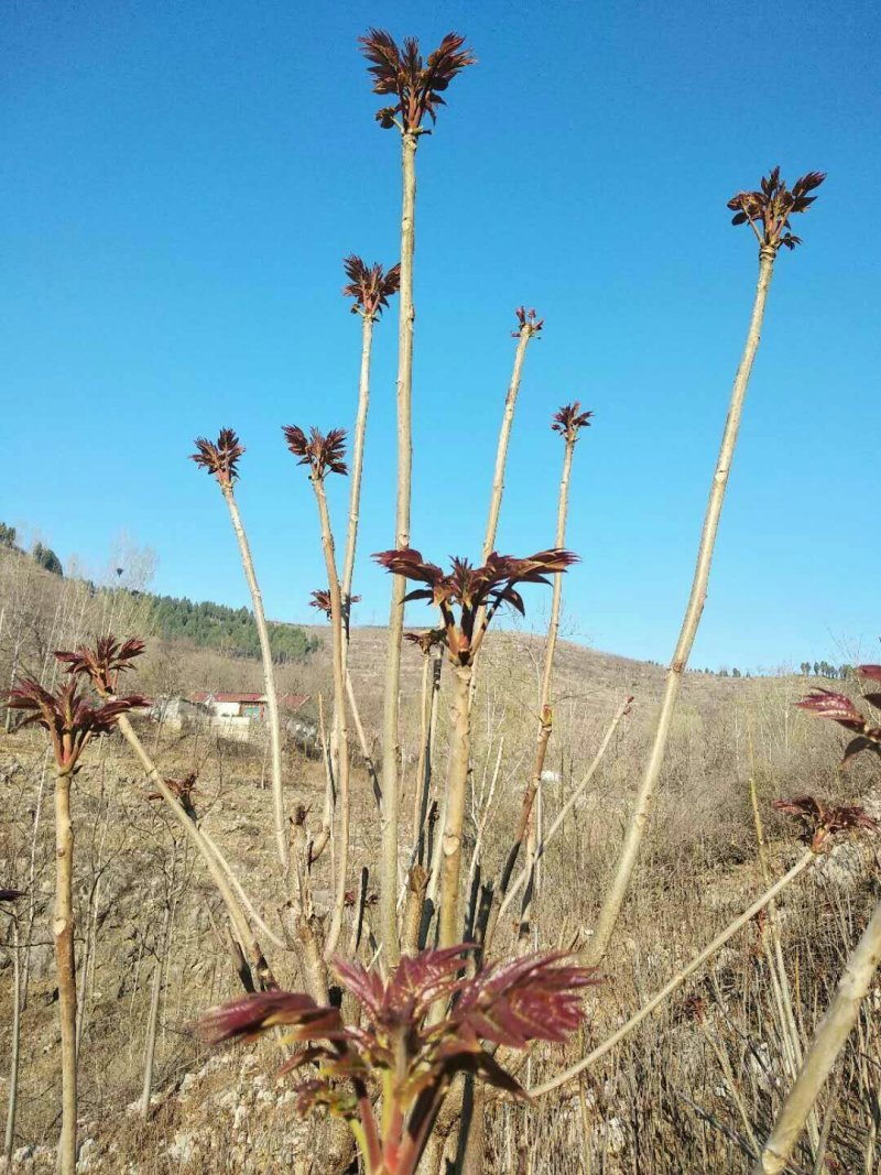 沂蒙山香椿芽上市中欢迎采购