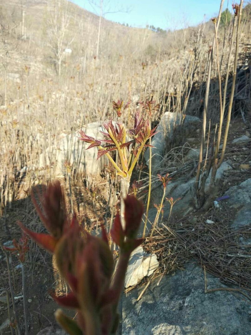 沂蒙山香椿芽上市中欢迎采购