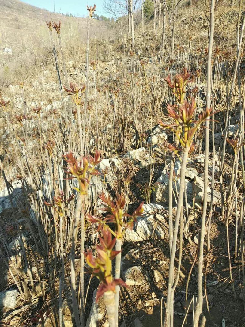 沂蒙山香椿芽上市中欢迎采购