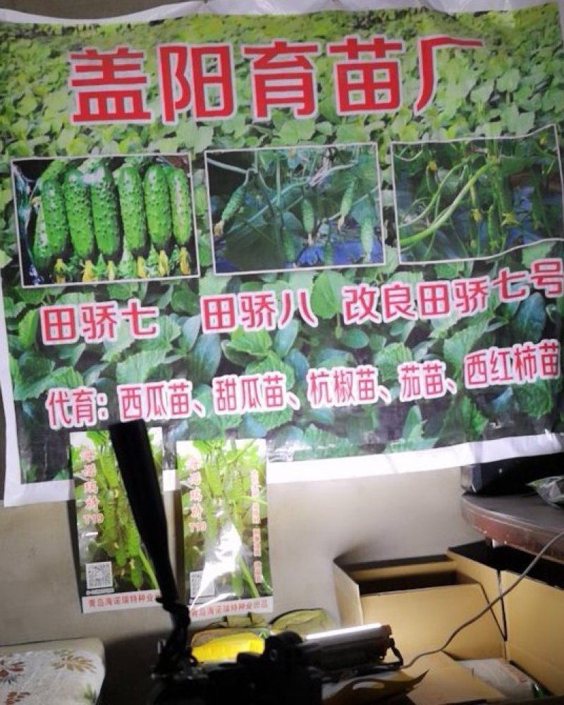 旱黄瓜